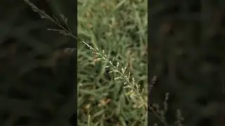 Beautiful Grass Flower Close-Up 🌾✨| #shorts #viral #shortsfeed