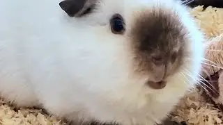 chunky guinea pig eating celery