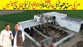 Modern Ccattel farming In pakistan | Amazing Dairy Farm | Beautiful Village| Farmhouse in Punjab