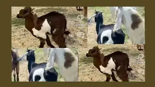 Animals videos thar