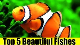 Top 5 Most Beautiful Fishes In The World