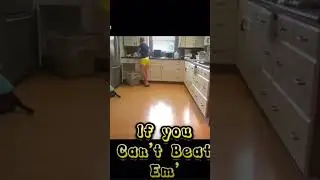 Cat Win or Cat Fail?? #shorts #youtubeshorts #cats #animals #fail #funny #comedy