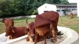 Cow for sale|Red sindhi cow suppliers