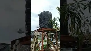 #1 TANDON ANTI LUMUT TANPA ZAT KIMIA ( PART 1 )