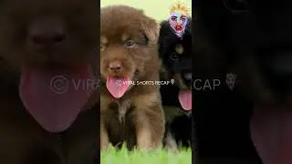 Удивительные способности собак: обоняние