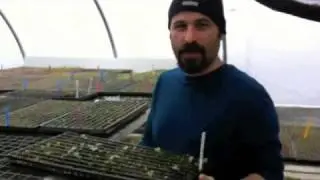 sea kale germination