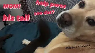 Yellow lab getting tail slap from Chocolate lab. Asked for hooman&rsquo;s help. #funnydogvideos #labradors
