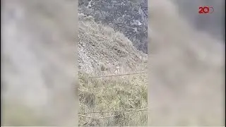 Misteri Singing Dog dari Papua, Kerabat Dingo dari Australia