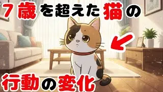 【見逃し厳禁！】シニア猫はこんな変化が起こる【猫雑学】