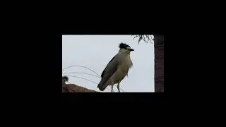 Night Crowned Heron vs Anti bird Device at SeaWorld, San Diego #shorts