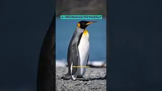PENGUIN 🔥 MINDSET #viral #motivation #trending #penguin #youtubeshorts
