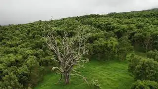 Aerial View of the Legacy Forest