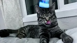 আমার ব্যস্ত বিড়াল &ldquo;ঝিলমিল&rdquo;। My hunter cat 🐱. #funnycats #catmouse #playfulcat #catlovers