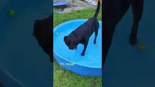 Keep Your Dog Cool This Summer with the Pecute Paddling Pool & Sprinkler 🌞💦🐶