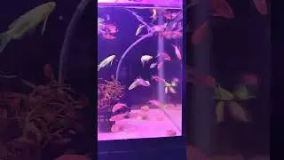 #kannur#aquariumfishmarket#fishkeepinghobby#fishaquarium#vailtailzebra#trendingshorts#virel#zebra