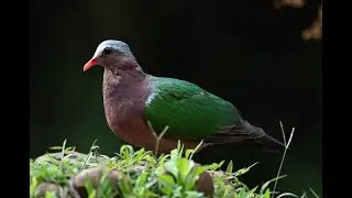 Emerald Dove (Chalcophaps indica)