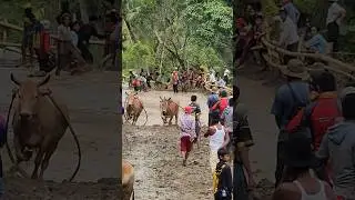 Pacu Jawi Story‼️ The Wild Bull Race from West Sumatra, Indonesia 🇮🇩 | Traditional Mud Sport #shorts
