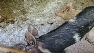 Um pouco dos animais na Chácara 
