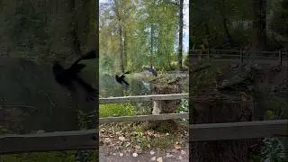 Crows&rsquo; Busy Morning! 🐦&zwj;⬛🐦&zwj;⬛ #crowlife #shorts