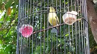 pleci nembak wit2