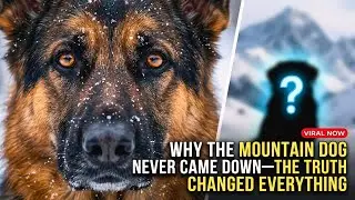 Why the Mountain Dog Never Came Down—The Truth Changed Everything
