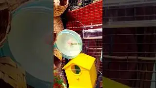 Buy Hamster Wheel House Birds Nest #birdsnest #hamsterwheel #hamsterhouse #hamster #shorts #trending