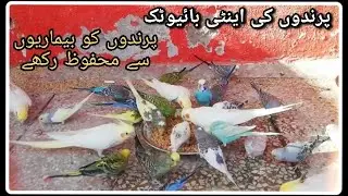 Birds Natural Medicine | Antibiotic | Care | Treatment