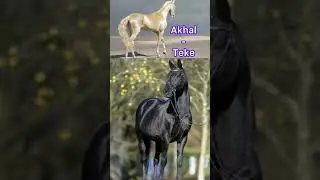 The Akhal teke the golden horse.