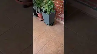 Моя домашняя змея сбежала? Нет... понятия не имею, что это за змея.