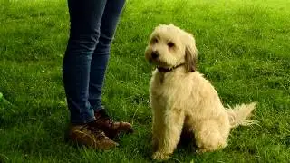 Tibetan Terrier Tricks