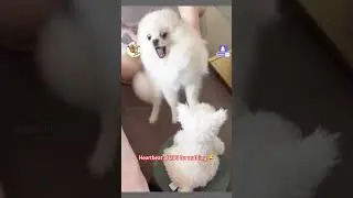 Funniest Dog Reactions, Faces & Expressions Ever that Caught On camera 😂 | Funniest Dog fails 🐕🤣