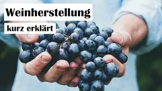Weinherstellung - Von der Traube zur Flasche - kurz erkl&auml;rt