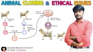 Animal Cloning & Ethical Issues | class 12| Neet Biology @MAGESHBIOLOGY