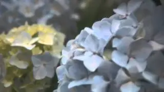 Cinevate Test Canon HFS10