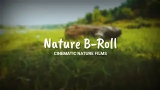 Nature B-Roll Cinematic Nature Films