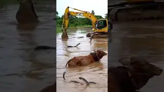 Cow Trapped in Flood River with Snakes | JCB and Helicopter Rescue Operation