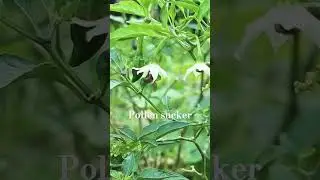 Pollen Sucker Bees | Collect Pollen Using their Heads #amazingshorts #beeswarmsimulator