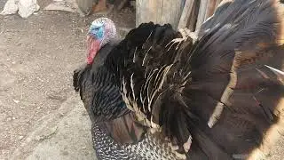 BU GÜN ÇİFLİTEKI KÖPEKLER BAGLANMIŞ BELEDIYE ONLARI TOPLAMAYA CIKINCA BU SEFER HİNDİ BENİ KARŞILADI