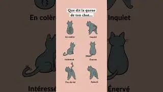 Que dit la queue de ton chat ?