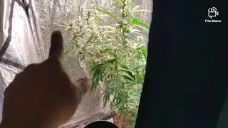 Week 4 of the Grow
