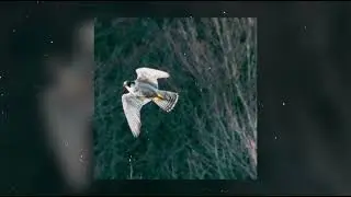 Sam Udoma - Viter