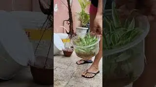 #shortsviral  Replantando a planta Clorofito e Palmeiras Raphis