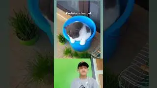momen kucing imut Reaksi