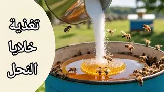 طريقة تحضير المحلول السكري لتغذية خلايا النحل 