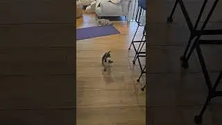 My little dog searching desperately for his cat