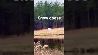 Snow goos va