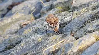 Sneeuwgors, kanoet Friesland buitendijks #126 snow bunting, knot
