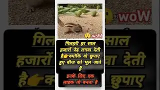 गिलहरी||Squirrel||#shortsfeed #motivation#motivational #shorts #viralvideo