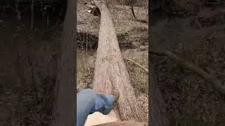 Tree of the week (Big silver maple)