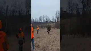Dog Training  #hunt #hunting #hunter #pheasant #chukarhunting #dogtraining #huntingdog #puppy #dogs